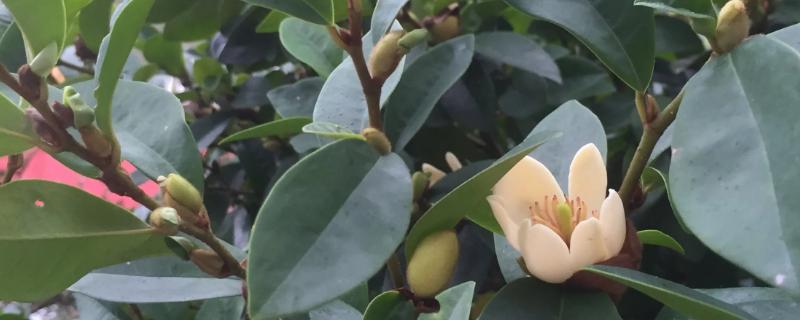 含笑花具体该如何进行移植，通常在春季带上土球再进行移植操作