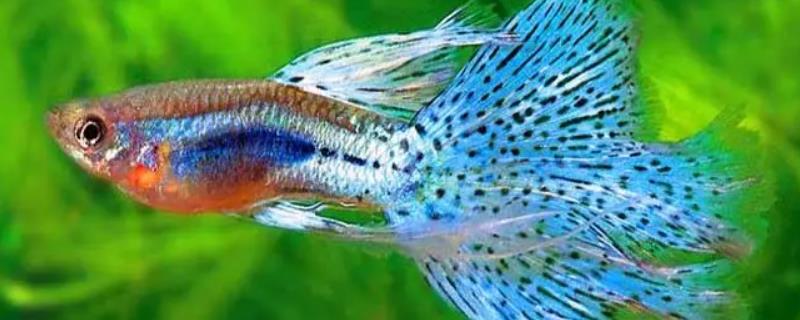 孔雀鱼不进食且不爱游动的具体原因和解决办法，生性胆小是这种鱼类最为显著的行为特点