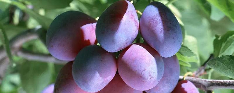 西梅防虫的具体办法有哪些，物理防治和化学防治方法各有什么样优势