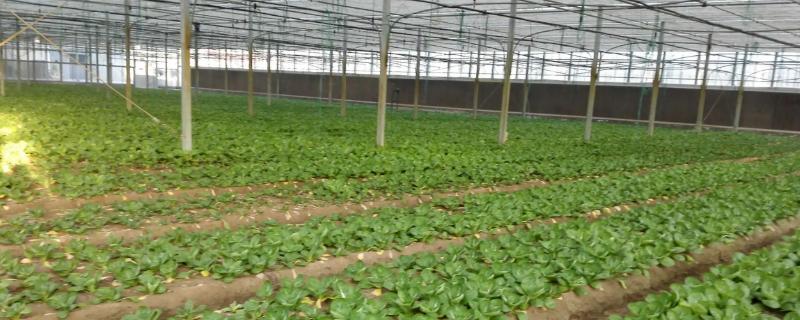 究竟如何在大棚中高效地种植有机蔬菜