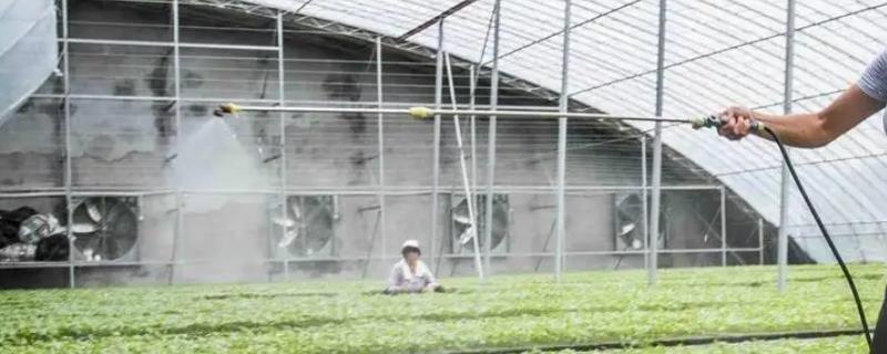 常见的蔬菜常用农药类型有哪些，附带无公害蔬菜栽培的核心技术要点