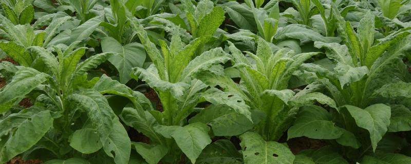 针对烟草花叶病的防治特效药