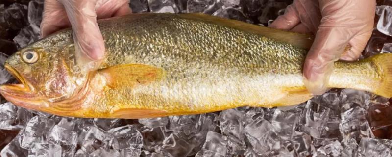 一斤黄花鱼的市场价格是多少钱，体型较大的黄花鱼通常比小黄花鱼更贵