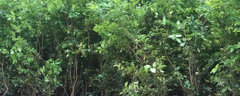 嘉宝果树苗到底需要生长几年才能够结果呢