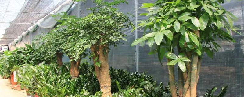 大门口适合种植什么植物风水最好呢