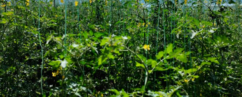 抑霉唑具体可以防治哪些作物病害，可针对绿霉病与灰霉病以及青霉病等进行防治