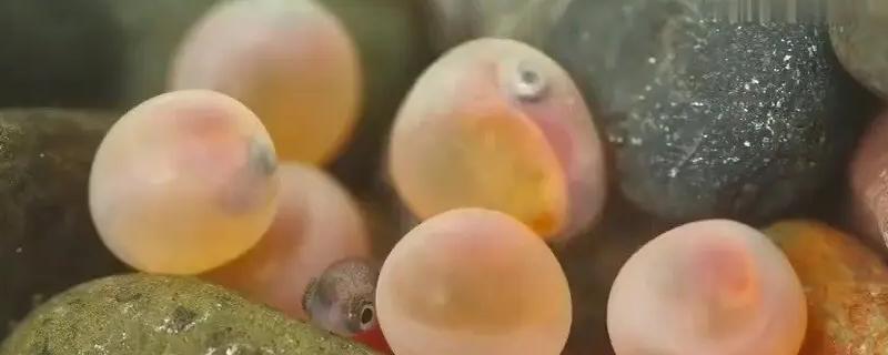 鱼类究竟是如何繁育后代的，卵生确实是它们最主要的繁殖方式