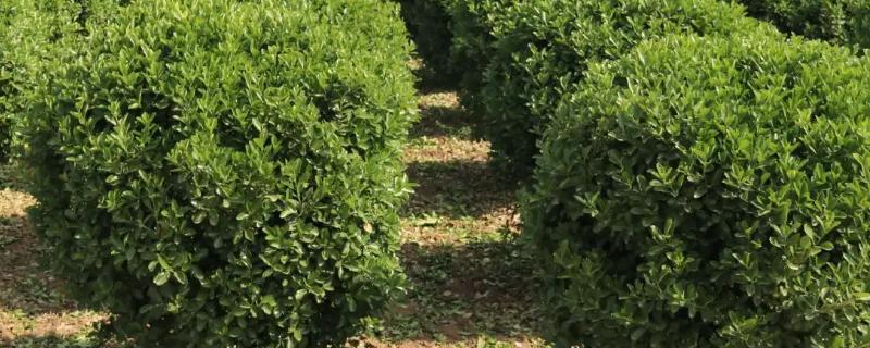 黄杨树适合深栽还是浅栽，具体栽植深度有什么讲究