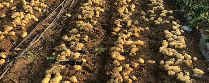 寒冷的冬季里能种植哪些作物