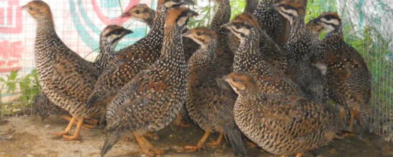 鹧鸪养殖过程中有什么注意事项，主要需要特别注意这五个关键点