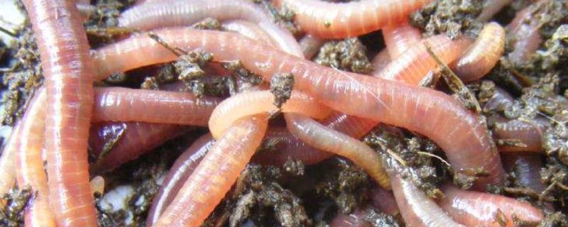 蚯蚓养殖技术具体有哪些，主要应当注意的五个具体关键要点