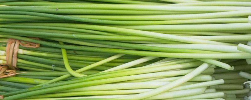 目前蒜薹的市场价格行情如何，蒜薹和蒜苗之间到底有哪些区别