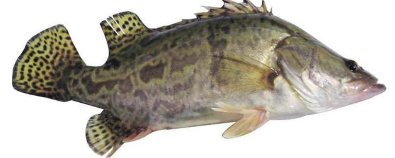 现在的桂花鱼市场价格是多少钱一斤，关于桂花鱼的科学放养技巧有哪些