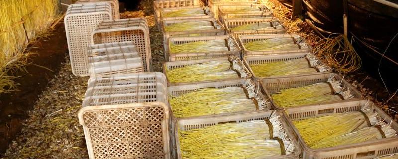 如何科学高效地种植蒜黄，需要详细掌握这五个关键点