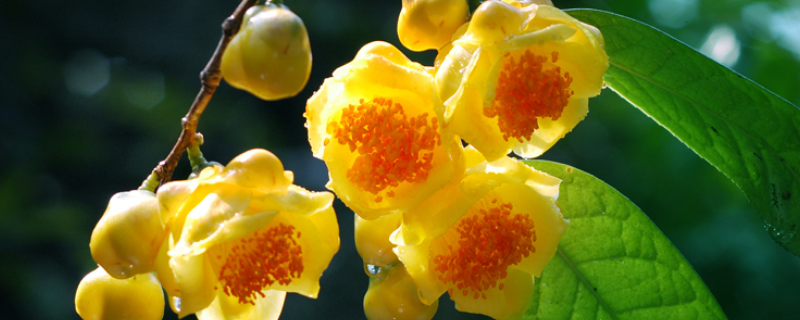 金花茶的市场价格到底是多少钱，在种植过程中有哪些关键的技术要点