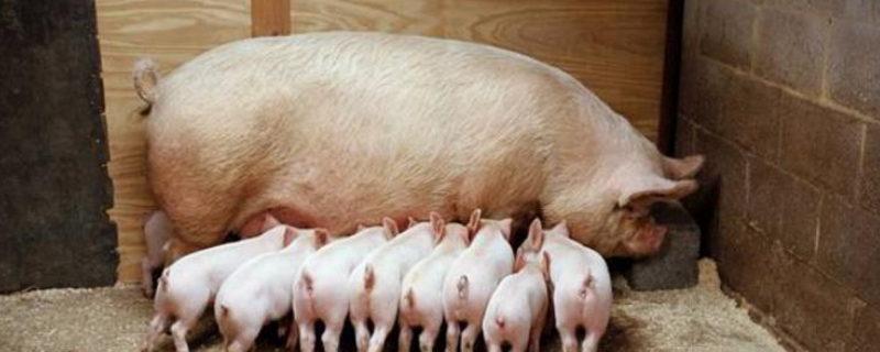培育新母猪要在什么时候比较合适，详细的注意事项有哪些