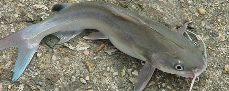 现在鲶鱼的市场价格具体是多少钱一斤，养殖鲶鱼的过程中有哪些关键的管理措施