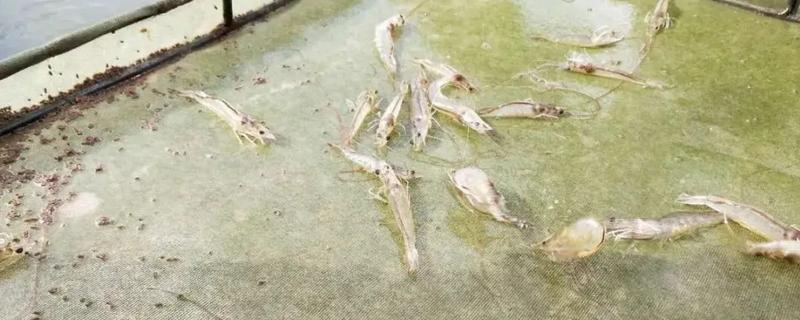 南美白对虾的详细养殖技术有哪些，它的养殖前景究竟如何呢