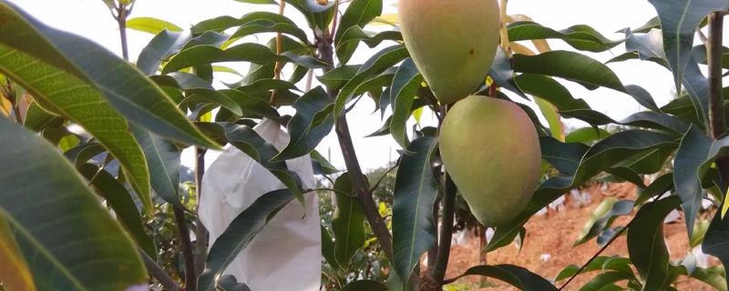 芒果的详细种植方法有哪些，附带相关的日常养护技巧