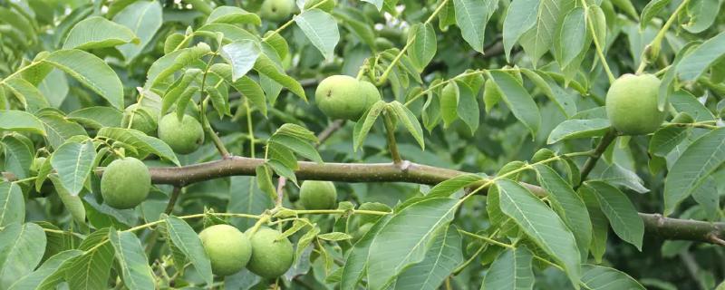 哪些核桃品种亩产能够达到八千斤以上，为了提高产量需要重点注意什么事项