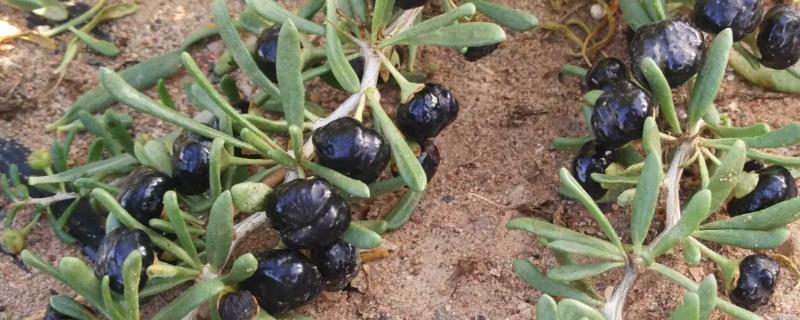 黑枸杞种苗的市场价格是多少，具体的种植方法有哪些