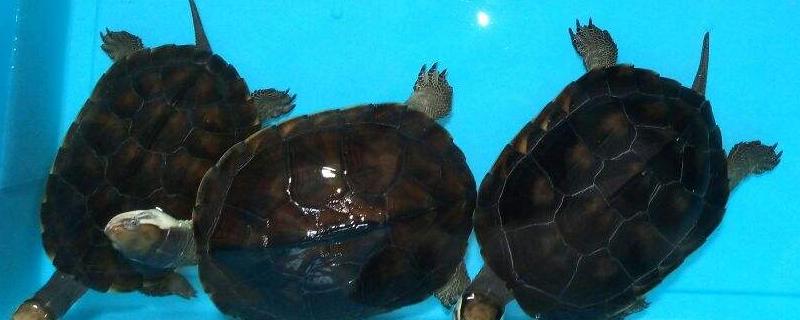 石钱龟苗的具体价格是多少钱，石钱龟应当怎么养护才好