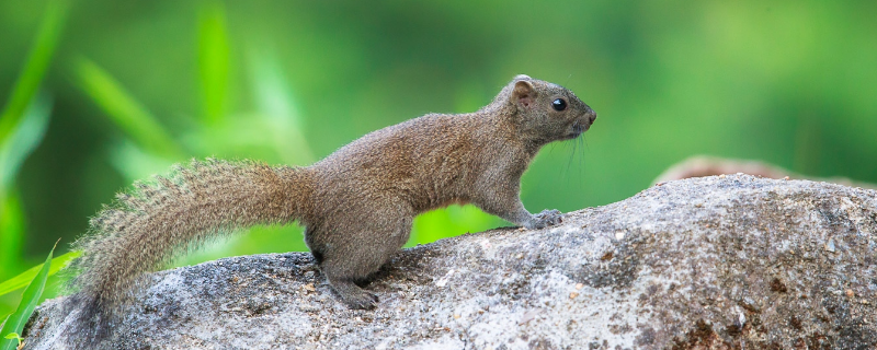 购买一只红腹松鼠大概需要多少钱，哪些种类的食物才是红腹松鼠最喜欢吃的