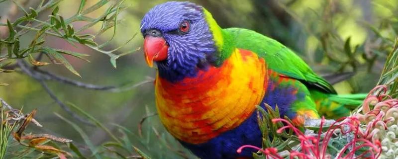 虎皮鹦鹉目前的市场价格是多少钱，虎皮鹦鹉的自然寿命通常有多长