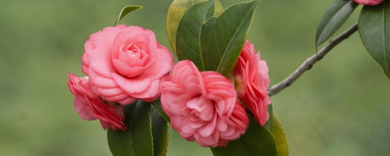 茶花应该如何进行繁殖，具体包含了哪些常用的繁殖方法
