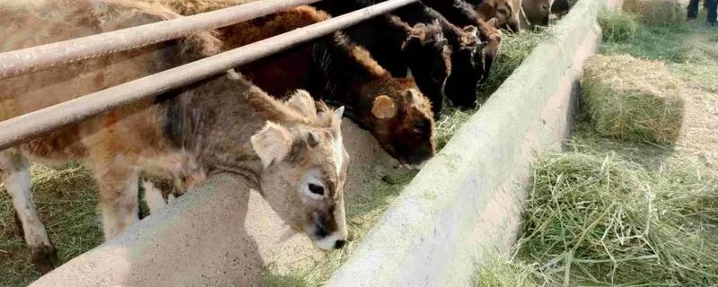 牛通常吃哪些饲料长得比较快，附带发酵青贮饲料的详细操作方法