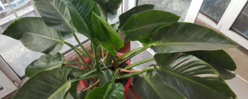 绿钻应该如何正确地进行养殖，在此过程中需做好以下几个关键点