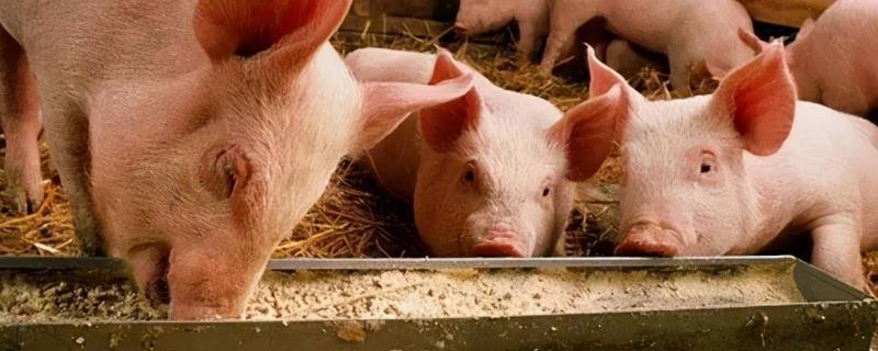 猪吃什么样的饲料长得比较快，通过怎样的方法喂养才能赚到钱