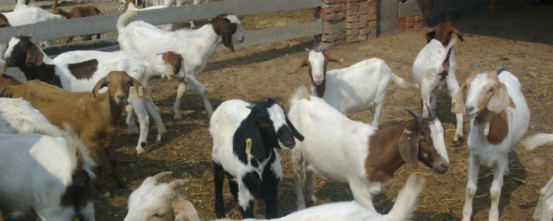 山羊平时都吃什么食物，山羊的具体饲料配方有哪些内容