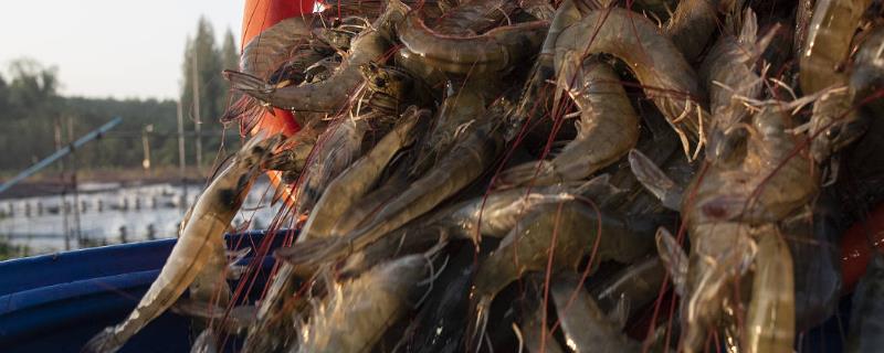 基围虾的主产地分布在哪里，带你了解基围虾的各种生活习性