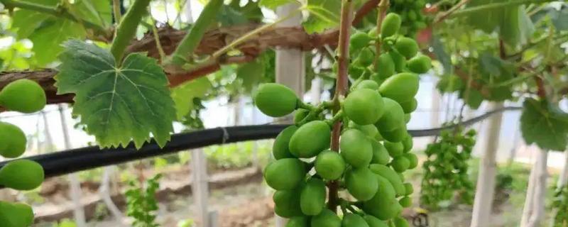 诱抗素在葡萄上面具体有哪些优良表现，究竟什么是诱抗素以及它的作用机制