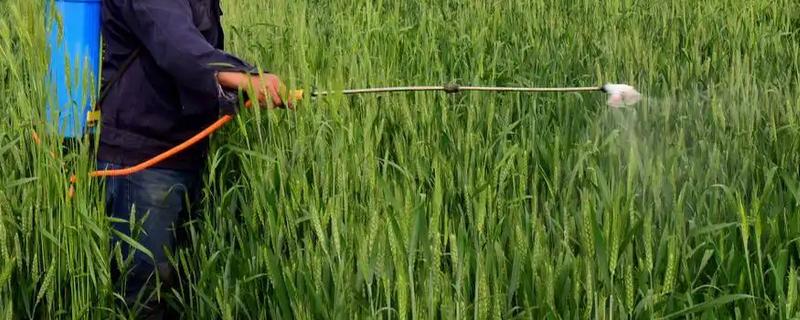 拿敌稳的具体用量是多少，它的相关使用注意事项主要有哪些