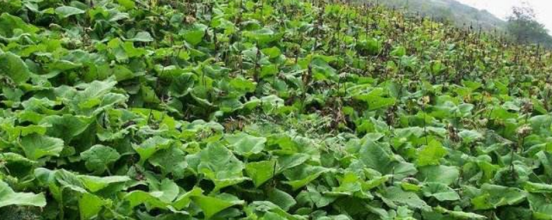 一斤云木香市场价格大概是多少钱，它的相关种植注意事项有哪些