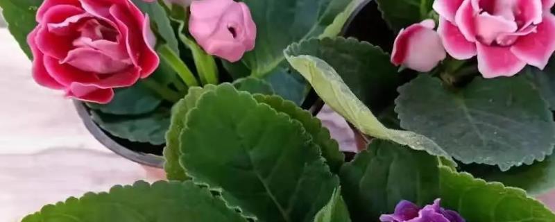 大岩桐种球的播种方法有哪些，详细的肥水管理技巧如下