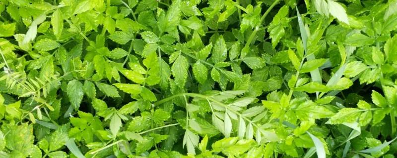 如何科学地进行水芹种植，它的具体种植流程以及田间管理技巧