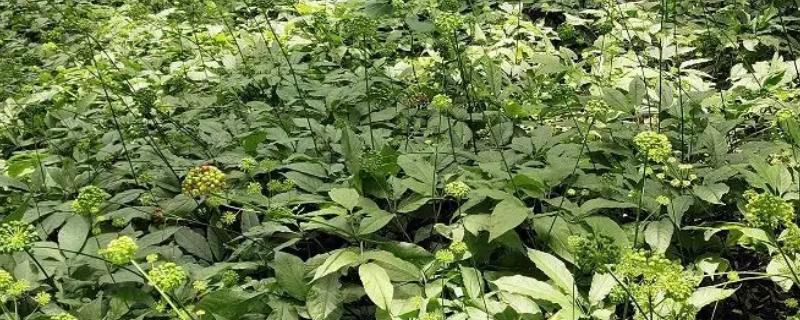 三七种子的市场价格是多少，附带详细的生长环境要求与种植方法