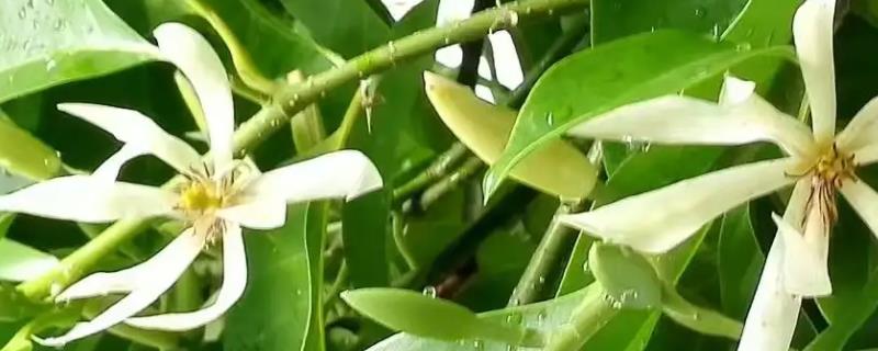 白兰花种子的价格是多少，以及种植要点是什么