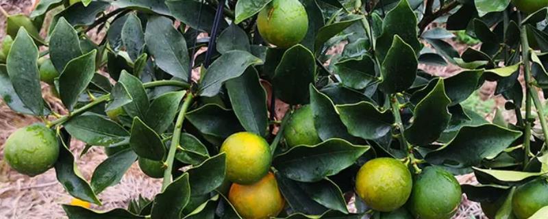 金桔的种植条件有哪些，这里附带详细的种植方法介绍