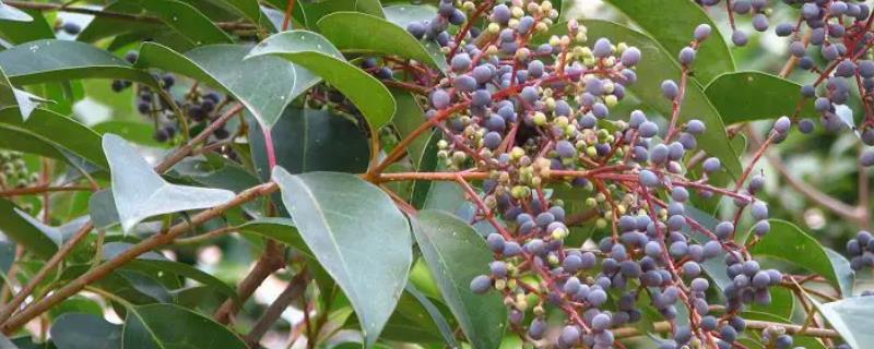 女贞子的产地主要分布在哪里，详细的种植技术有哪些