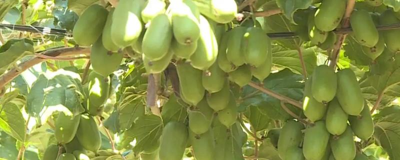 软枣猕猴桃苗的售价是多少，它的具体种植时间又是多久