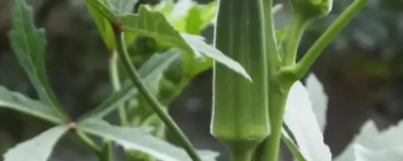 秋葵的原产地究竟是在哪里，另外附上秋葵具有哪些方面的经济价值