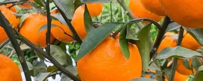 春见耙耙柑的主要产地在哪里，附带春见耙耙柑具有什么具体的特点