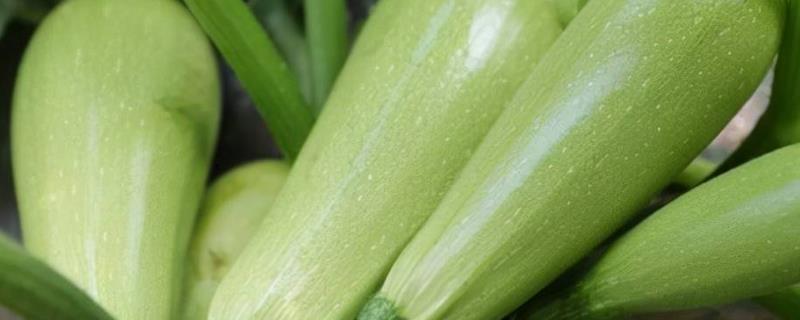 西葫芦目前的市场售价是多少，附带它的种植前景分析和经济效益介绍