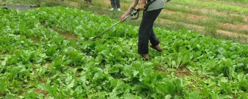 敌敌畏是否可以喷洒在蔬菜上面，使用它会对人体产生哪些危害呢