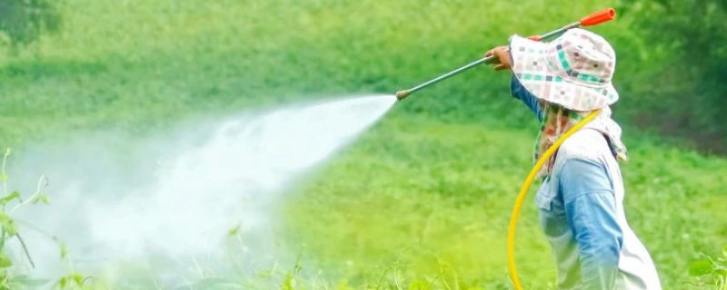 敌敌畏和百草枯之间有什么区别，这两者究竟是不是一样的呢