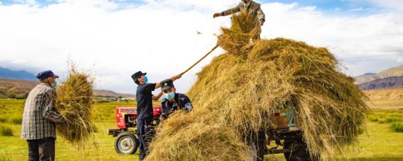 常见的牛羊草料具体有哪些种类